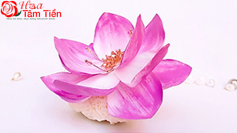 Ý nghĩa biểu tượng của hoa sen trong Phật giáo