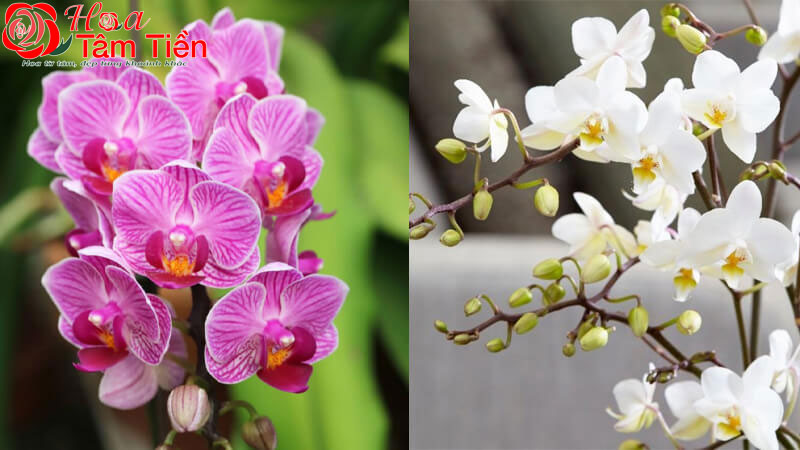 Ý nghĩa các loại hoa trong mùa vu lan 