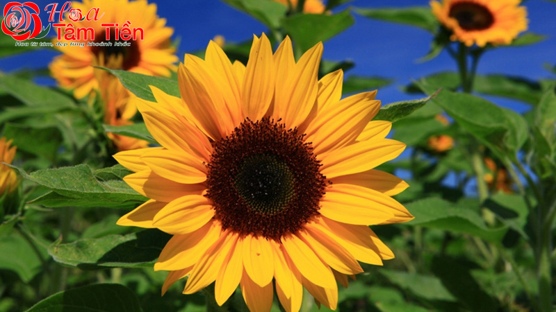 Hoa Tâm Tiền Hoa hướng dương
