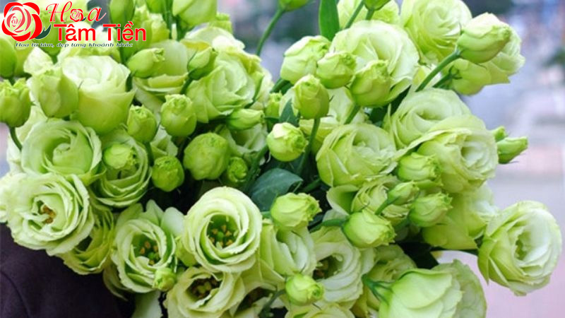 Hoa Tâm Tiền Hoa cát tường