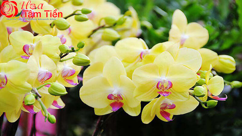 Hoa Tâm Tiền Hoa lan