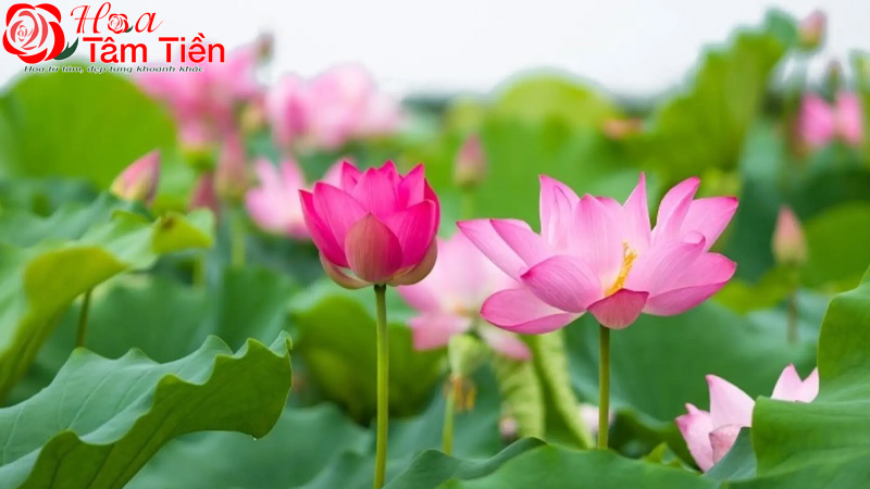 Hoa Tâm Tiền Hoa sen