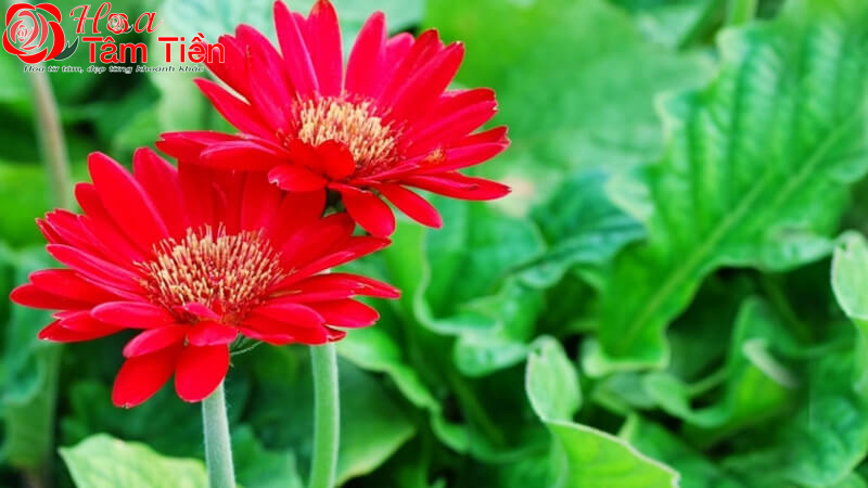 Hoa Tâm Tiền Hoa đồng tiền