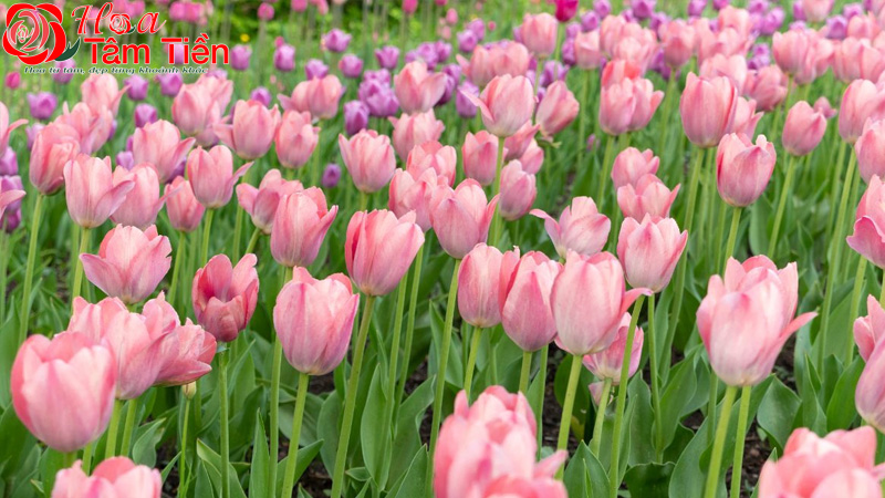 Hoa Tâm Tiền Hoa tulip