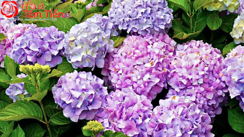 Hoa Tâm Tiền Hoa cẩm tú cầu