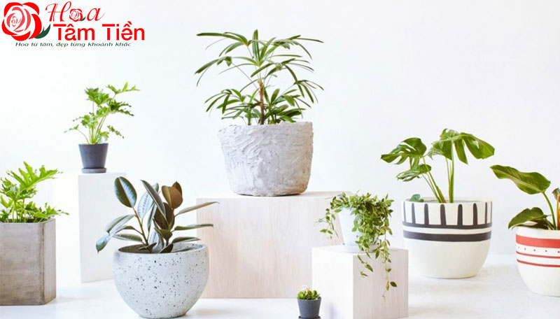 Cây xanh mini để bàn