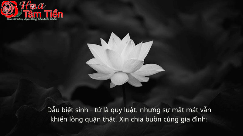 Hoa Tâm Tiền