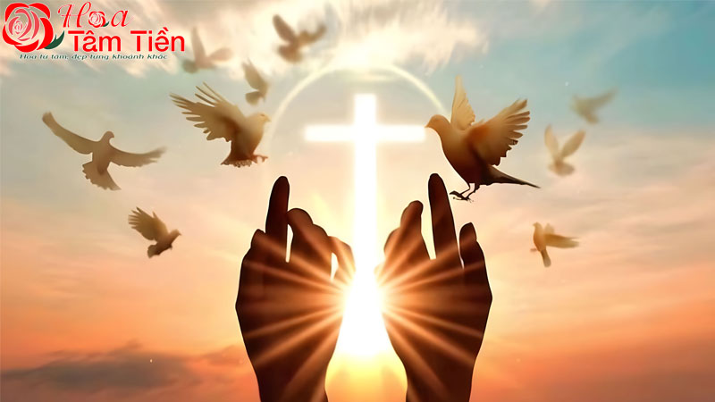 Hoa Tâm Tiền Hoa Tâm Tiền