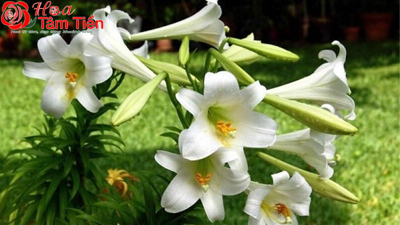 Hoa Tâm Tiền Hoa huệ có màu gì? Ý nghĩa của các loại màu hoa huệ