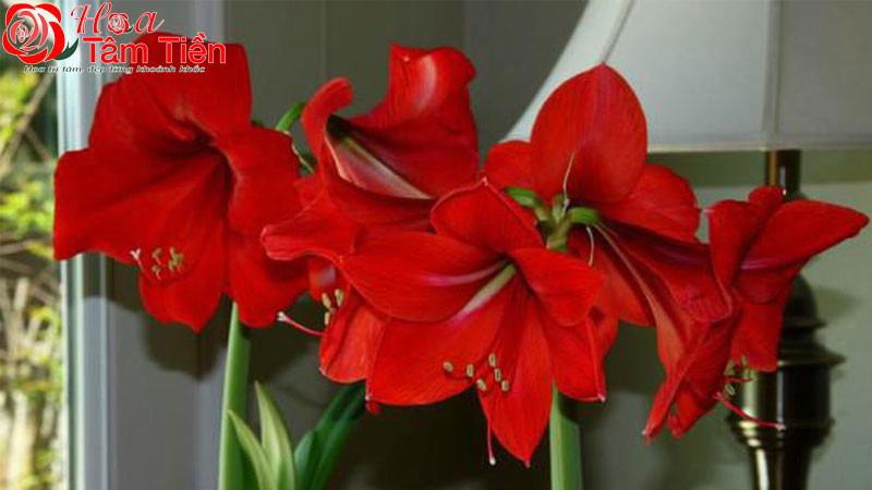 Hoa Tâm Tiền Hoa huệ có màu gì? Ý nghĩa của các loại màu hoa huệ