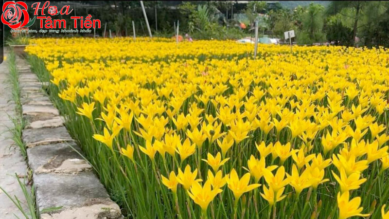 Hoa Tâm Tiền Hoa huệ có màu gì? Ý nghĩa của các loại màu hoa huệ