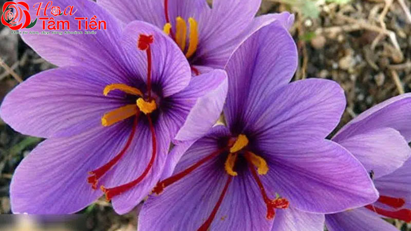 Hoa Tâm Tiền Hoa huệ có màu gì? Ý nghĩa của các loại màu hoa huệ