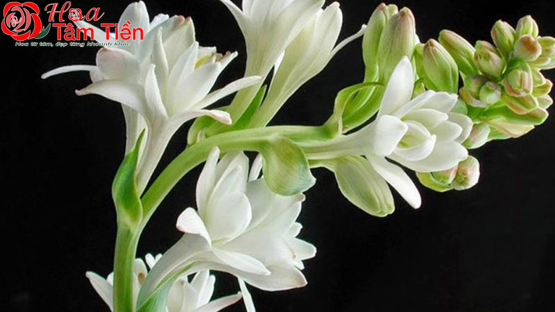 Hoa Tâm Tiền Hoa huệ có màu gì? Ý nghĩa của các loại màu hoa huệ