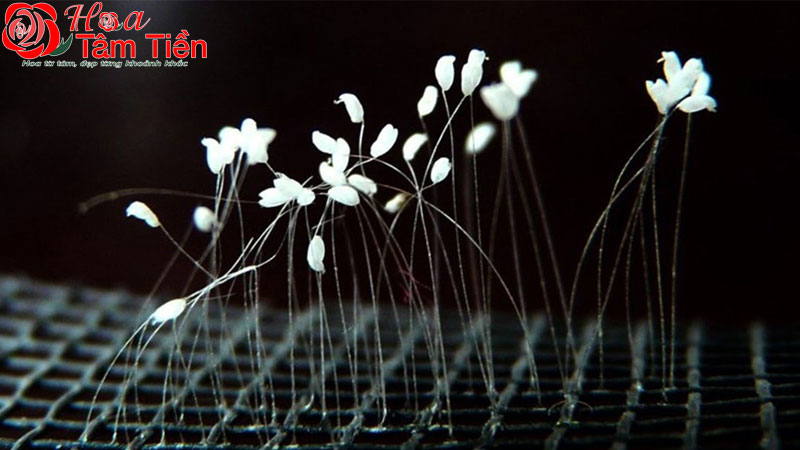 Hoa Tâm Tiền Hoa ưu đàm mọc ở nhà có tốt không? Nguồn gốc, ý nghĩa hoa ưu đàm