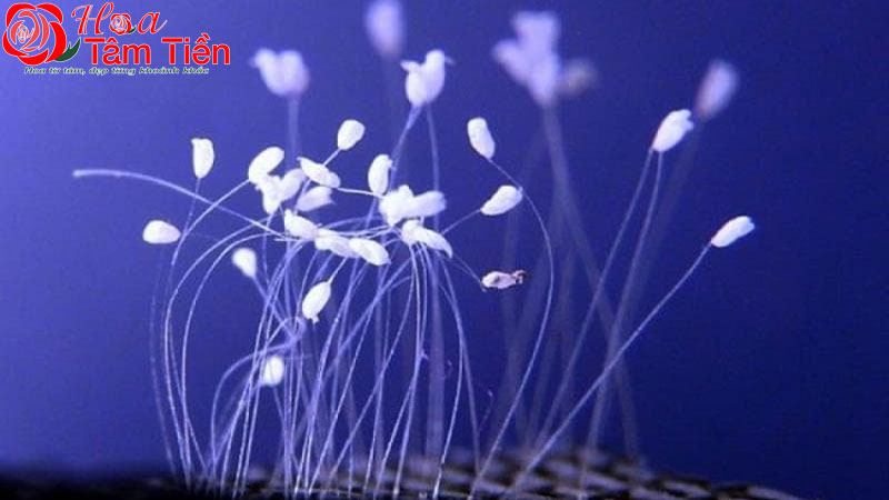 Hoa Tâm Tiền Hoa ưu đàm mọc ở nhà có tốt không? Nguồn gốc, ý nghĩa hoa ưu đàm