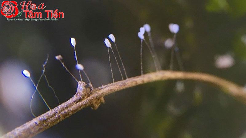 Hoa Tâm Tiền Hoa ưu đàm mọc ở nhà có tốt không? Nguồn gốc, ý nghĩa hoa ưu đàm
