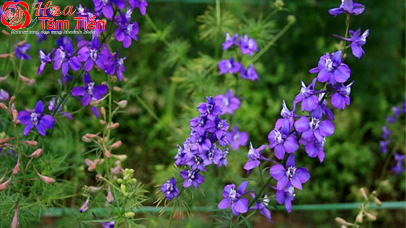 Hoa Tâm Tiền Hoa Tâm Tiền