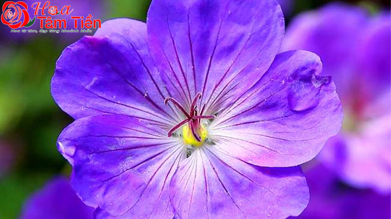 Hoa Tâm Tiền Nguồn gốc, đặc điểm, phân loại và ý nghĩa hoa violet