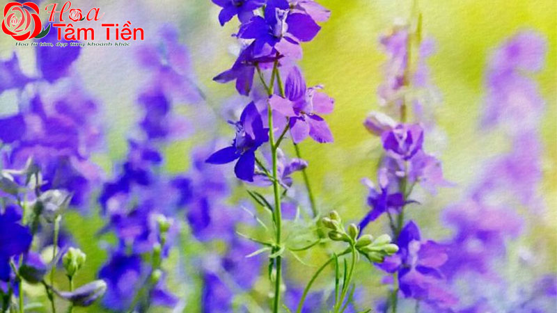 Hoa Tâm Tiền Nguồn gốc, đặc điểm, phân loại và ý nghĩa hoa violet