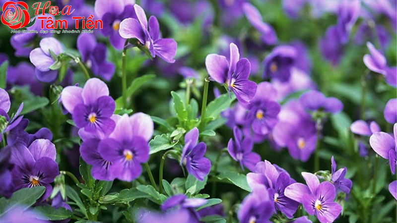 Hoa Tâm Tiền Nguồn gốc, đặc điểm, phân loại và ý nghĩa hoa violet