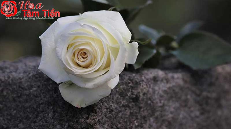 Hoa Tâm Tiền Hoa Tâm Tiền