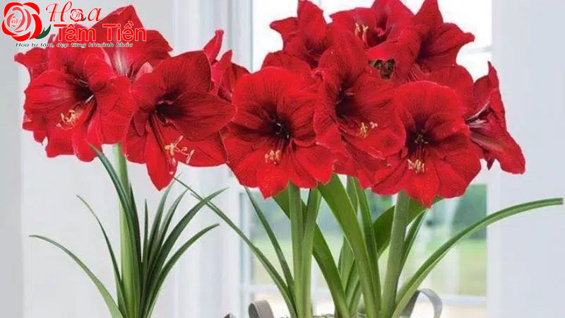 Hoa Tâm Tiền Ý nghĩa hoa huệ đỏ và cách chưng bông huệ đỏ lâu tàn