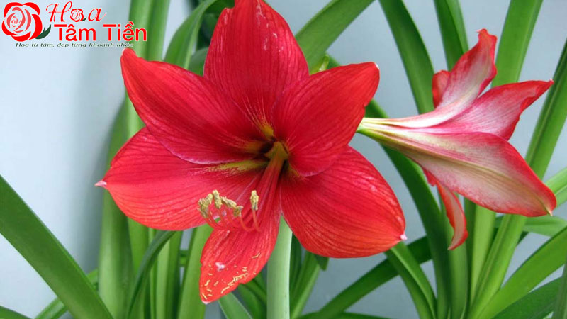 Hoa Tâm Tiền Ý nghĩa hoa huệ đỏ và cách chưng bông huệ đỏ lâu tàn