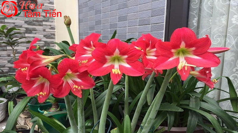 Hoa Tâm Tiền Ý nghĩa hoa huệ đỏ và cách chưng bông huệ đỏ lâu tàn