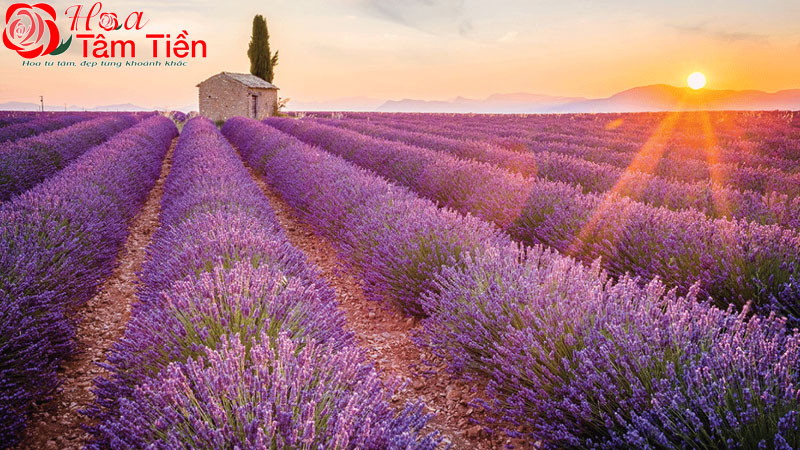 Hoa Tâm Tiền Ý nghĩa hoa oải hương (lavender) trong tình yêu
