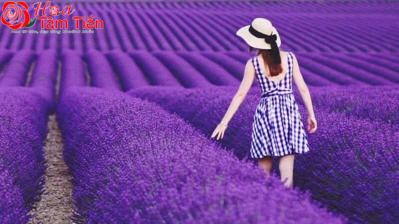 Hoa Tâm Tiền Hoa Tâm Tiền