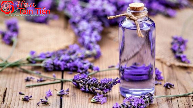 Hoa Tâm Tiền Ý nghĩa hoa oải hương (lavender) trong tình yêu