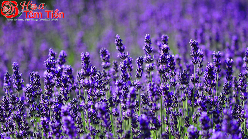 Hoa Tâm Tiền Ý nghĩa hoa oải hương (lavender) trong tình yêu