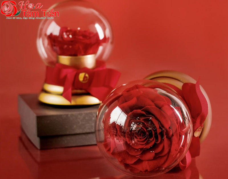 Hoa Tâm Tiền Hoa Tâm Tiền