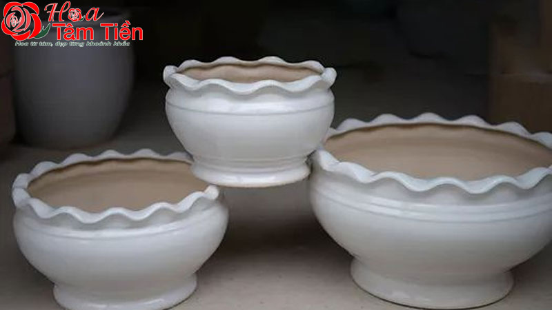Cách trồng và chăm sóc các loại lan hồ điệp mini
