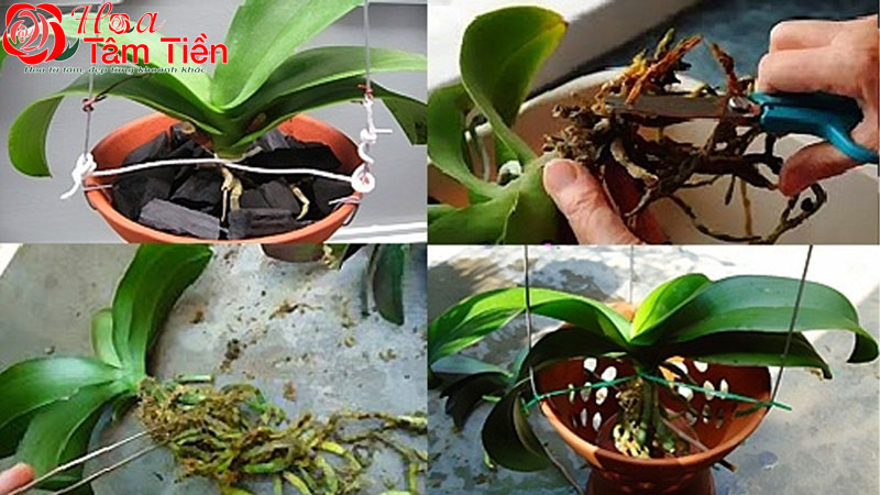 Cách trồng và chăm sóc các loại lan hồ điệp mini