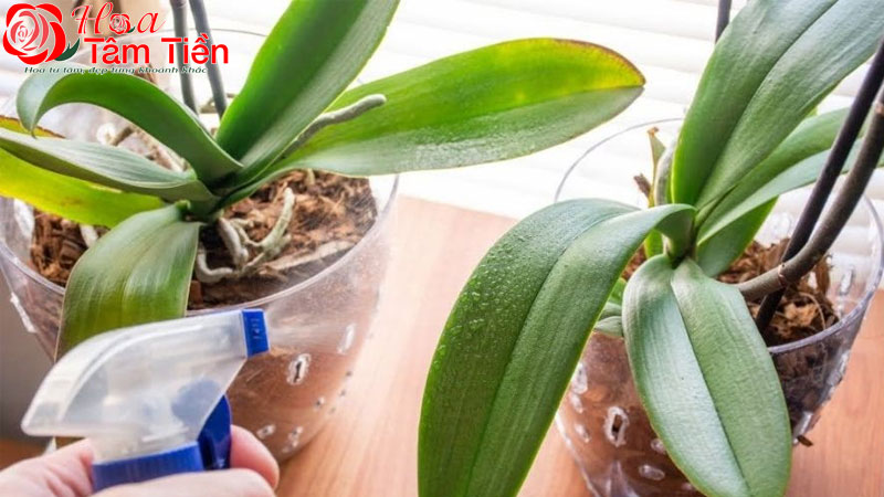 Cách trồng và chăm sóc các loại lan hồ điệp mini