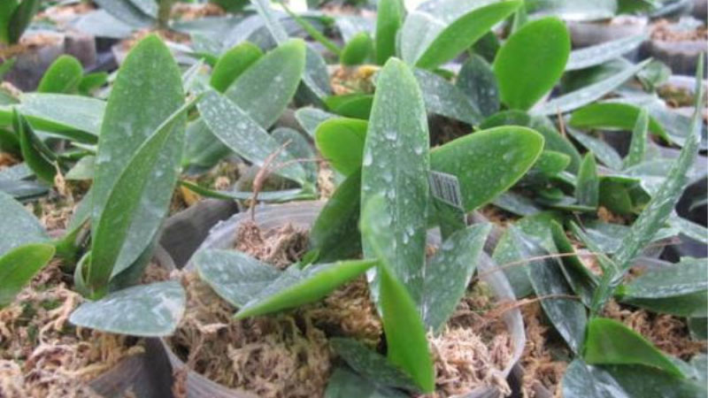 Cách trồng và chăm sóc các loại lan hồ điệp mini