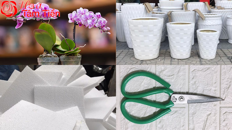 Hướng dẫn chi tiết cách cắm lan hồ điệp đẹp và đơn giản nhất