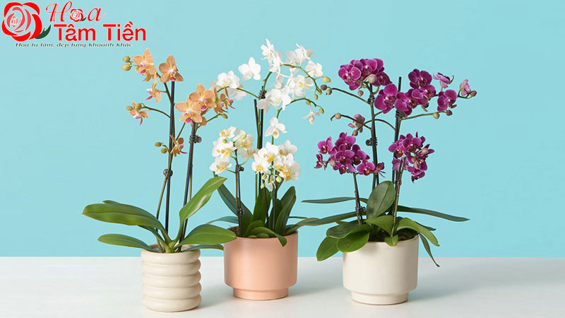 Hướng dẫn chi tiết cách cắm lan hồ điệp đẹp và đơn giản nhất