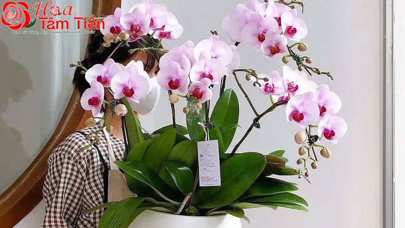 Hướng dẫn chi tiết cách cắm lan hồ điệp đẹp và đơn giản nhất