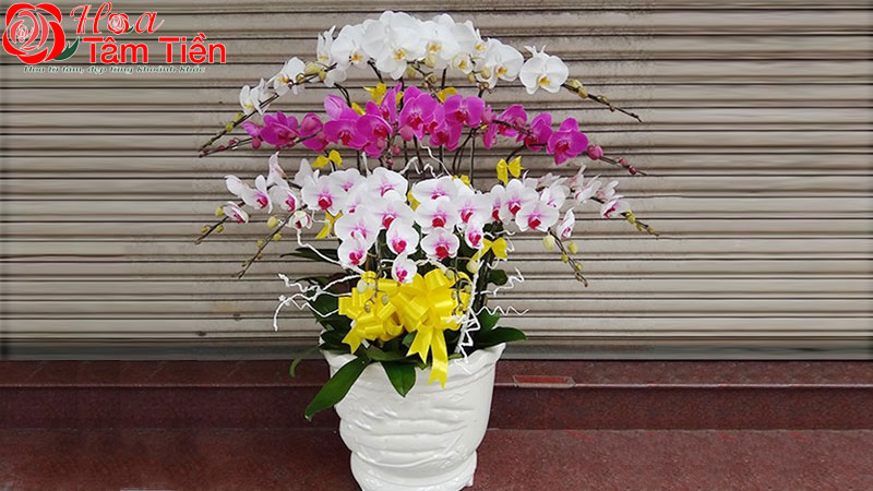 Hướng dẫn chi tiết cách cắm lan hồ điệp đẹp và đơn giản nhất