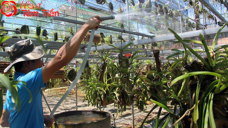 Cách trồng và chăm sóc lan hồ điệp sau tết đúng kỹ thuật