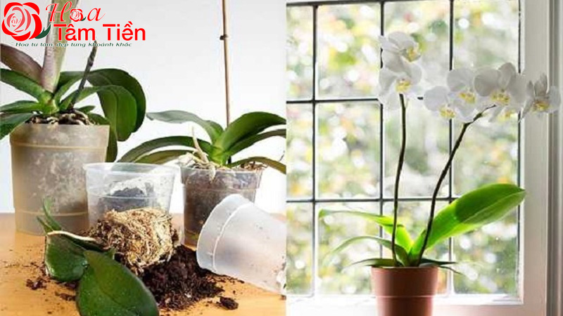 Cách trồng và chăm sóc lan hồ điệp sau tết đúng kỹ thuật