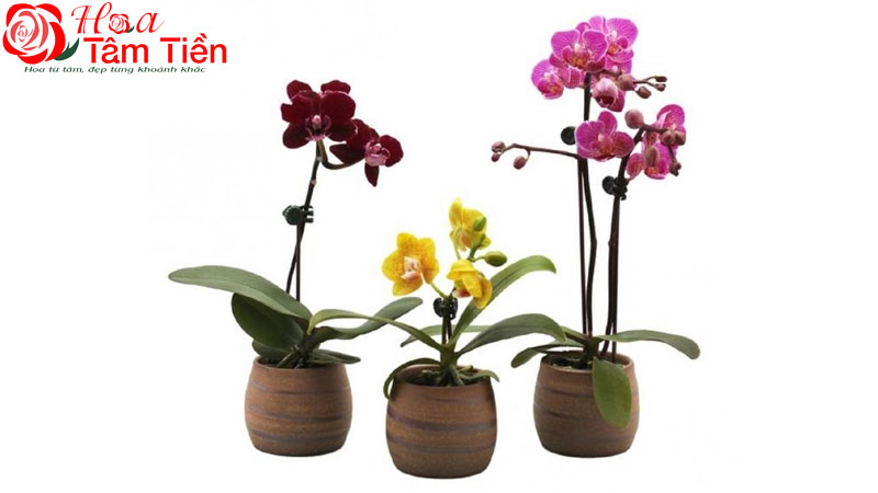 Bảng giá lan hồ điệp các loại cập nhật mới nhất 2026