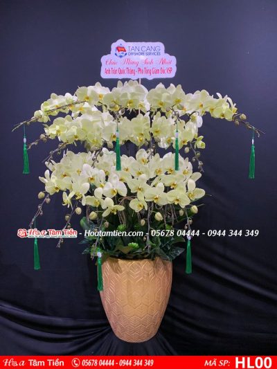 Hoa Lan Hồ Điệp 00