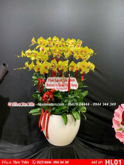 Hoa lan hồ điệp 01