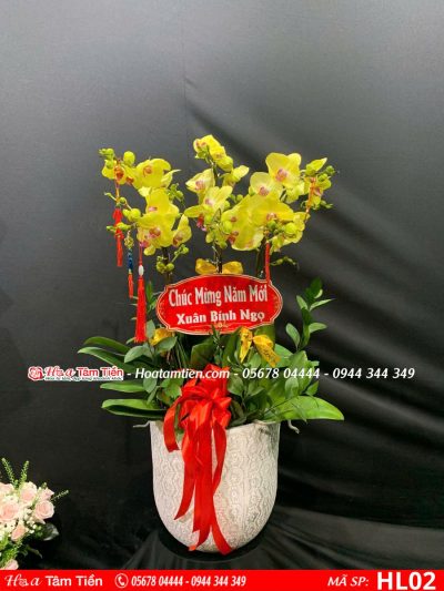 Hoa Lan Hồ Điệp 02