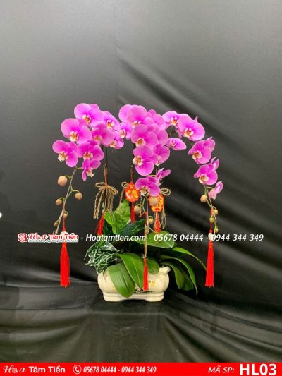Hoa lan hồ điệp 03