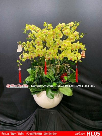 Hoa Lan Hồ Điệp 05