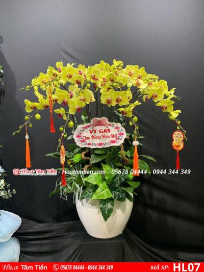 Hoa Lan Hồ Điệp 07
